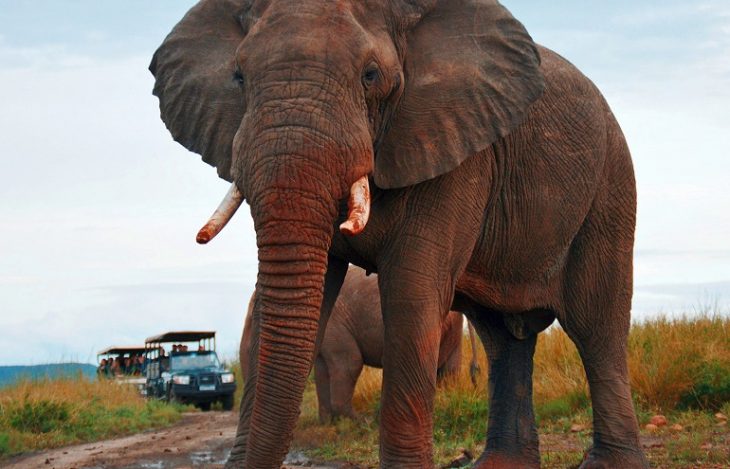 agressivnyj slon