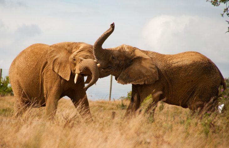 boj slonov