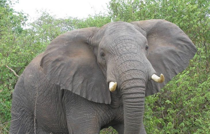 Elephant-elephants