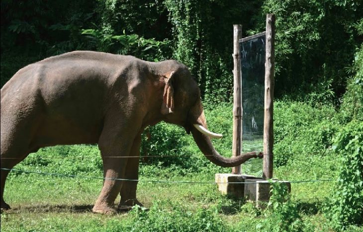 elephant mirror