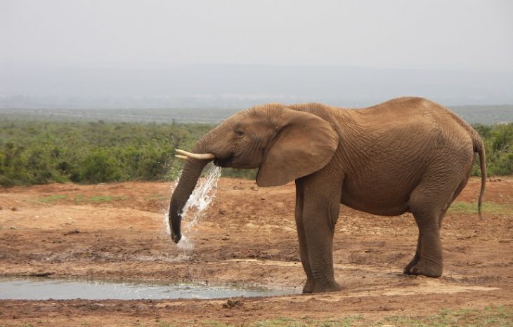 slon voda