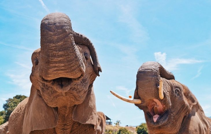 happy elephahs