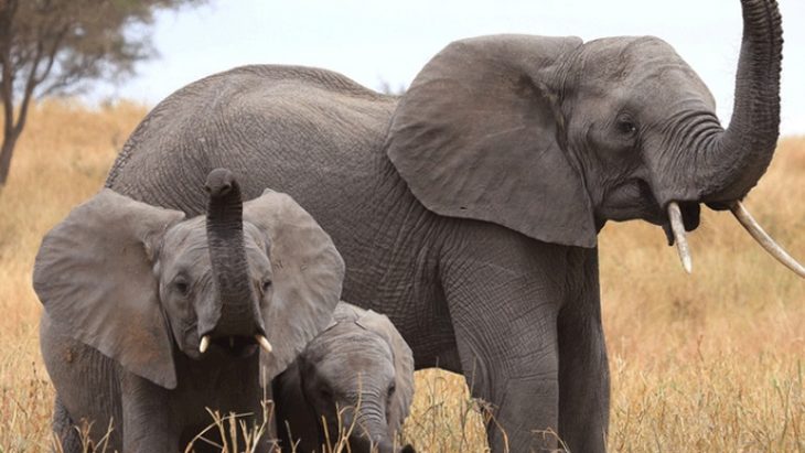 slonovaja-staja