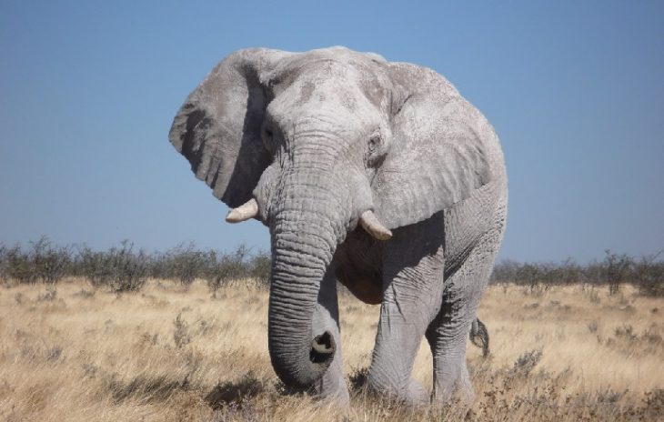 Топ-50 самых интересных фактов о слонах