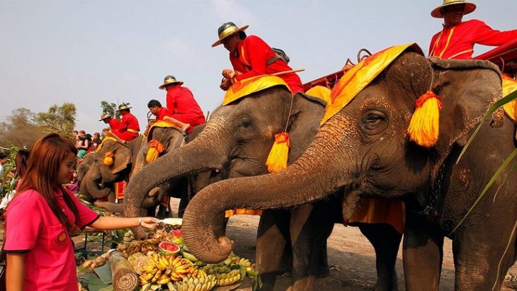 Slonyi v Tailande
