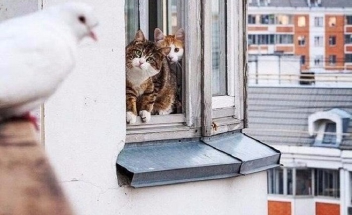 Странные котики, с которыми никогда не соскучишься, 50 фото