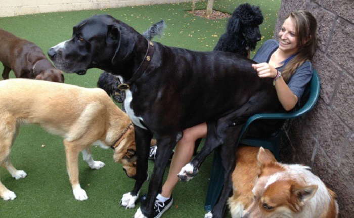 Гигантские и очень прикольные собаки: 30 смешных фото