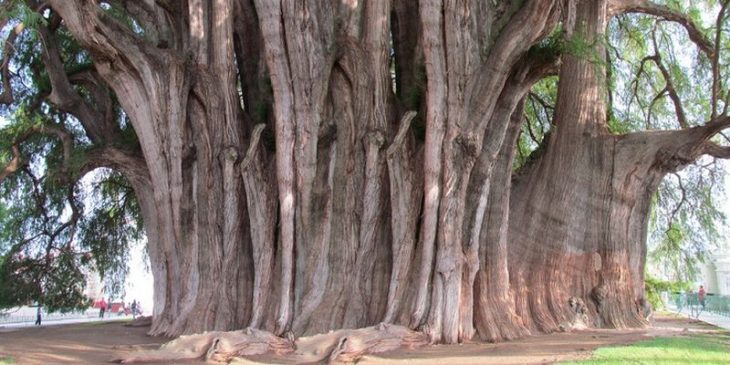 Самые интересные и необычные деревья на Земле: 30 фото