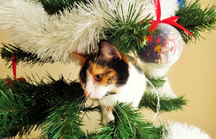cat christmas tree