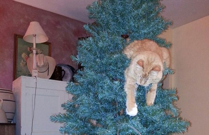 cat christmas tree