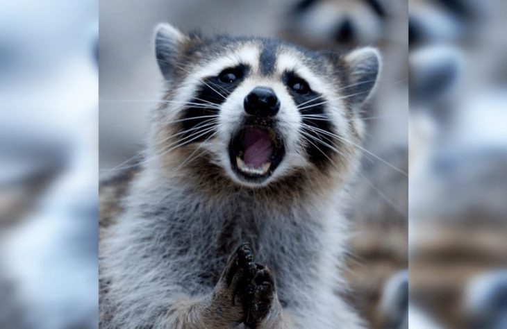 Таких удивленных мордочек вы еще не видели: 40 смешных снимков животных