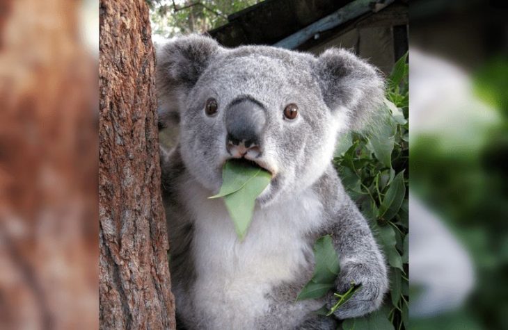 Таких удивленных мордочек вы еще не видели: 40 смешных снимков животных