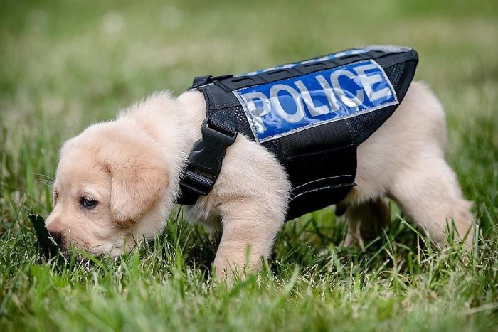 полицейские щенки