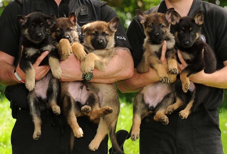 полицейские щенки