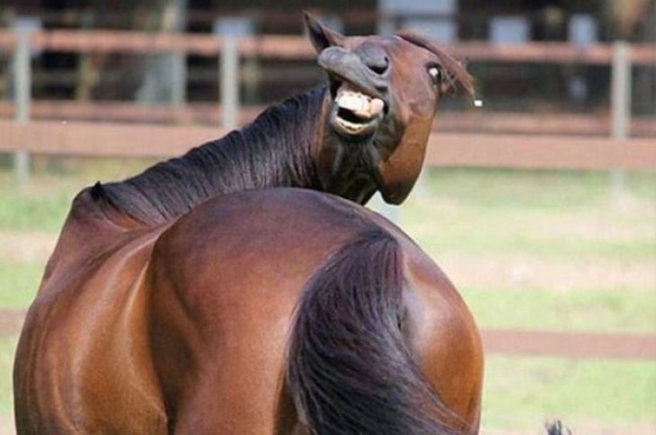 40 забавных фото животных, которые заставят вас улыбнуться