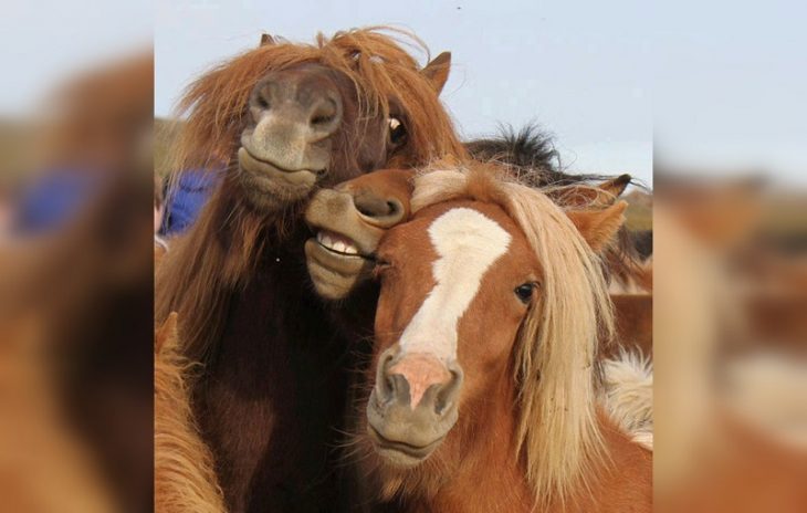 funny animal selfies