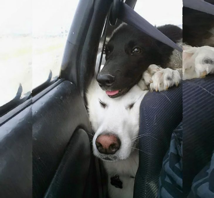 Собаки которые «очень счастливы» появлению в доме нового щенка: 30 фото