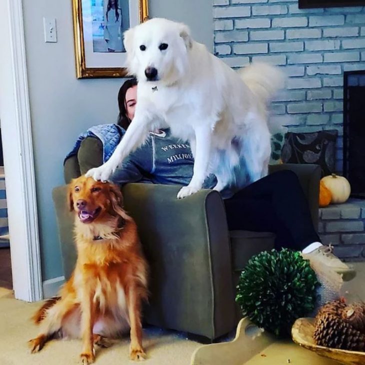 Собаки которые «очень счастливы» появлению в доме нового щенка: 30 фото