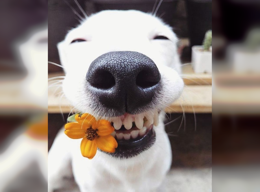 Smile-inducing Animals: Funny Photo Collection